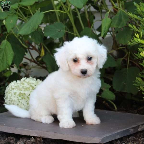 Misty, Bichon Frise Puppy